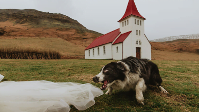 Photo of 19 Adorable Dogs That Made It To The Finals On World’s Best Wedding Photos