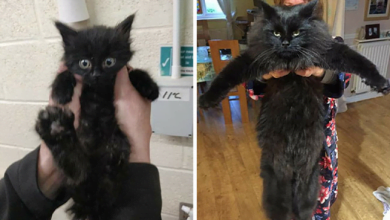 Photo of People share photos of their cats before and after adopting them (23 photos)