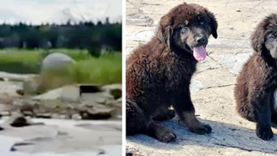 Photo of Boater Finds Seven 4bandoned Puppies On Deserted Island Cry1ng From Starvation