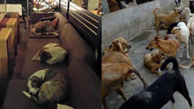 Photo of Stray Dogs Have Warm Place To Sleep In A Special Café