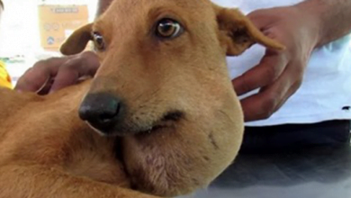 Photo of Mama Dog with Huge Abscess on Her Neck Fights to Stay Alive for Her Puppies