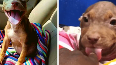 Photo of Happiest little pit bull can’t stop wagging tail when she finally leaves the shelter