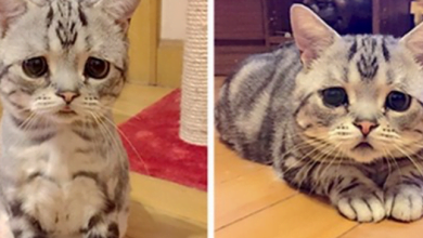 Photo of Meet The Newest Internet Sensation, The Saddest Cat In The World