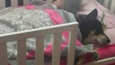 Photo of Mom Thinks Her Dog Is Lost Until She Finds Him Napping Next To Her Newborn Baby