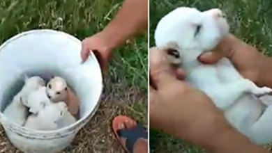 Photo of Lady Strolling In Woods Came Upon A Bucket Of Puppies, Picked 1 Up By The Neck
