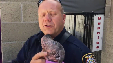 Photo of Shelter Pup Saved By A Firefighter Is Overjoyed To See Her Rescuer Again