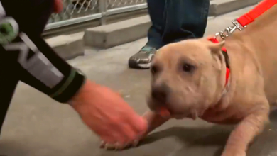 Photo of Sweet pitbull gets her first taste of freedom after an entire life of neglect