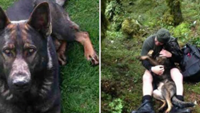 Photo of Lost Dog Couldn’t Contain His Excitement When Reunited With Human