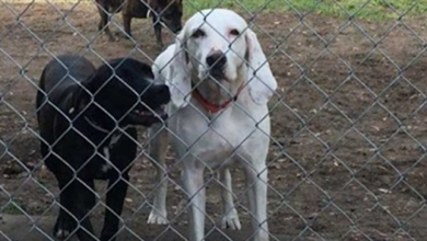 Photo of Dog Gets Returned To The Same Shelter 11 Times Before Finding His Forever Home