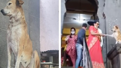 Photo of Adorable Dog ‘Blesses’ And Shakes Hands Devotees At Maharashtra temple