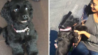 Photo of Blind Rescue Dog Sees Her Family For The First Time After Getting Eye Surgery