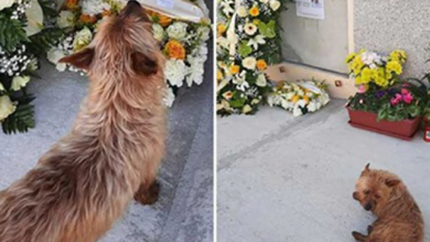 Photo of Loyal Dog Walks Miles By Himself Every Day To Visit His Best Friend’s Grave