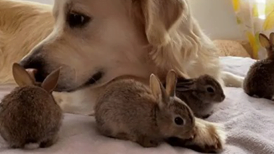 Photo of Four Baby Bunnies Think This Golden Retriever Is Their Dad