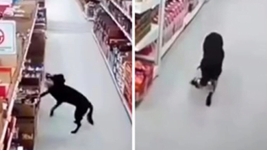 Photo of Starving Dog Caught Stealing Food From Supermarket