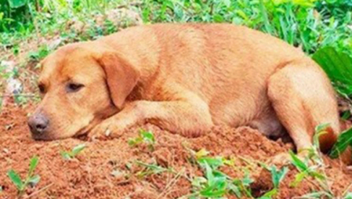 Photo of Dog Refuses To Leave His Little Brother’s Graveside
