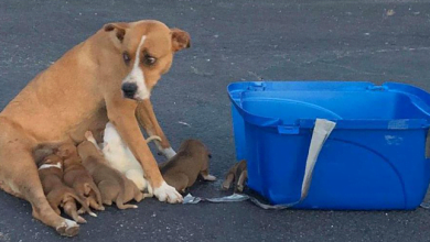 Photo of Mamma Dog Dump3d With Her 9 Babies At A Church Parking Lot Is Saved By Animal Rescue Group