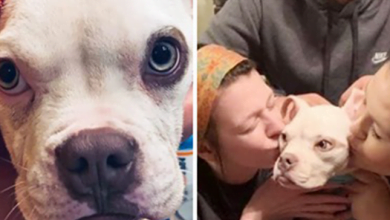 Photo of ‘Miracle’ Dog Abandoned In Dumpster Is Finally Adopted By The Officer Who Saved Her
