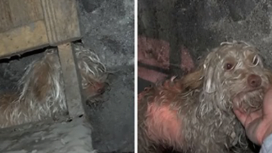 Photo of Stray Dog Hiding In Sewer Tunnel Got Rescued Emotionally