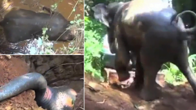 Photo of Baby Elephant Rescued From A Well After Being Trapped Inside For More Than Hour