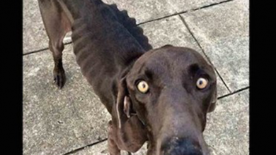 Photo of Starving Dog Who Survived By Eating Twigs And Rocks Gets His Happily Ever After