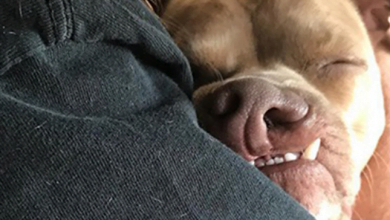 Photo of Shelter Volunteer Falls In Love With Dog’s Unusual Smile