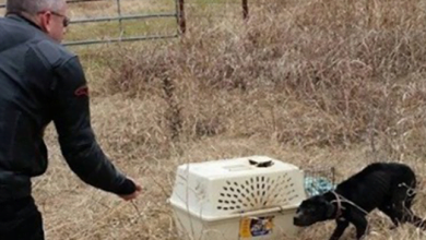 Photo of Motorcyclists Save Neglected Dog Thrown Away In Crate On Side Of Rural Road