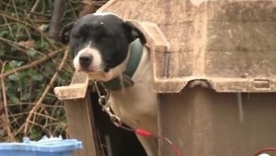 Photo of Two Dogs Freed From Their Chains Make A Lasting Impact On Their Neighborhood