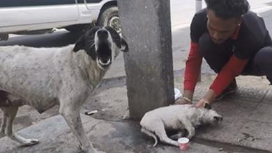 Photo of Anguished Mother Dog Cries Out For Help For Her Wounded Puppy