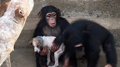 Photo of Dying Puppy Rescued From Roadside Makes Amazing Recovery At Chimp Sanctuary