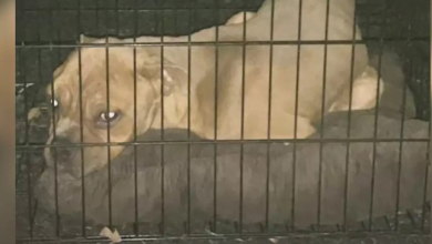 Photo of Sweet Pit-Bull Found Among The Trash In Crate At Bottom Of Dumpster