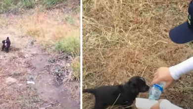 Photo of Rescuers Follow Stray Puppy And Then Find Two More Waiting To Be Saved