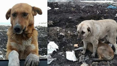 Photo of Stray Dog Used To Live In Garbage Dump, Asks People To Take Him Home, But No One Cares
