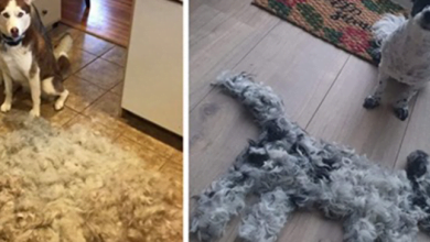 Photo of Super Shedders: 25 Shedding Dogs With The Fluff They Left Behind