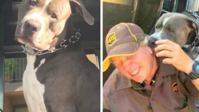 Photo of Dog Keeps Crying After His Mom Passed Away, Begs UPS Employee To Get A New Home