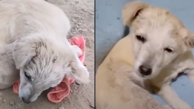Photo of Puppy With Brain-Damage, Curled Up To Hide, Couldn’t Lift His Head To Thank Rescuer