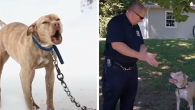Photo of Cries For Help Of Chained Pit Bull Puppy Answered By A Police Officer