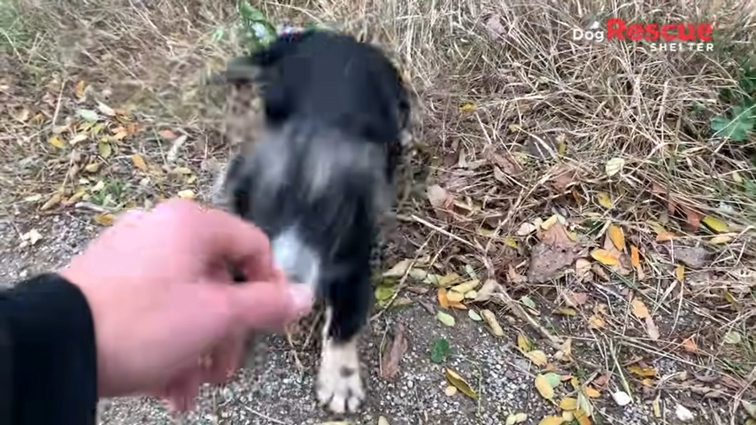 Abandoned Scared Puppy Feels Hope When Rescuer Kisses Her