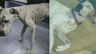 Photo of Scared Dog Rescued from Terrible Neglect Is So Sad
