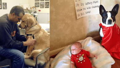 Photo of Dogs with pure hearts that make the world a better place (19 photos)