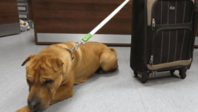 Photo of Dog Was Abandoned At The Train Station With A Suitcase Full Of His Belongings