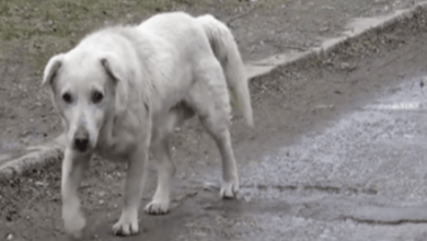 Photo of Dog Left Heartbroken After Reuniting With Owner Who Didn’t Want Him Anymore