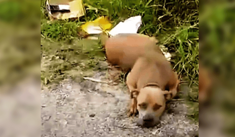 Woman Drives To A “Dog Dumping Ground” At 4 AM And Sees A Dog Staring