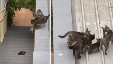 Photo of Man captures group of cats helping a stranded kitten get onto the rooftop