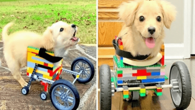 Photo of 12-Year-Old Boy Builds Dumped Disabled Puppy A Lego Wheelchair