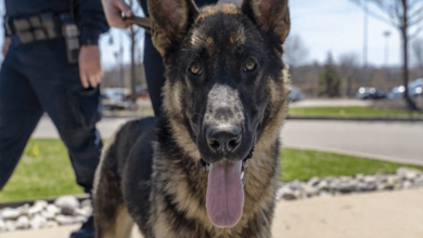 Photo of The Air Force Is Looking For People To Adopt Retired Military Working Dogs