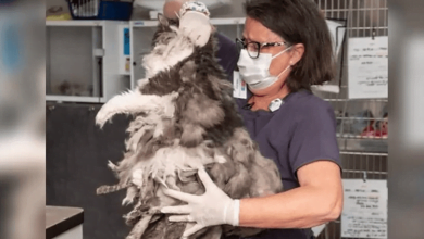 Photo of Vet shaves 2lbs of matted fur in emergency haircut and reveals seriously adorable cat underneath