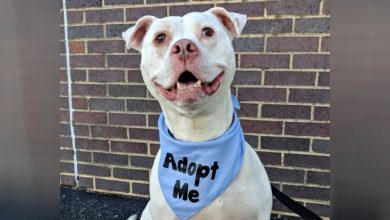 Photo of Shelter Dog Helps Rescue Trapped Kittens