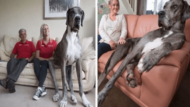 Photo of Meet Freddy, The World’s Tallest Dog