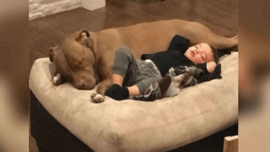 Photo of Little Boy Gets The Flu And Only Wants His Rescue Dog To Comfort Him