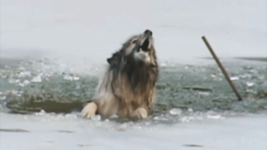 Photo of Brave Firefighters Save A Senior Dog That Fell Through An Icy Pond